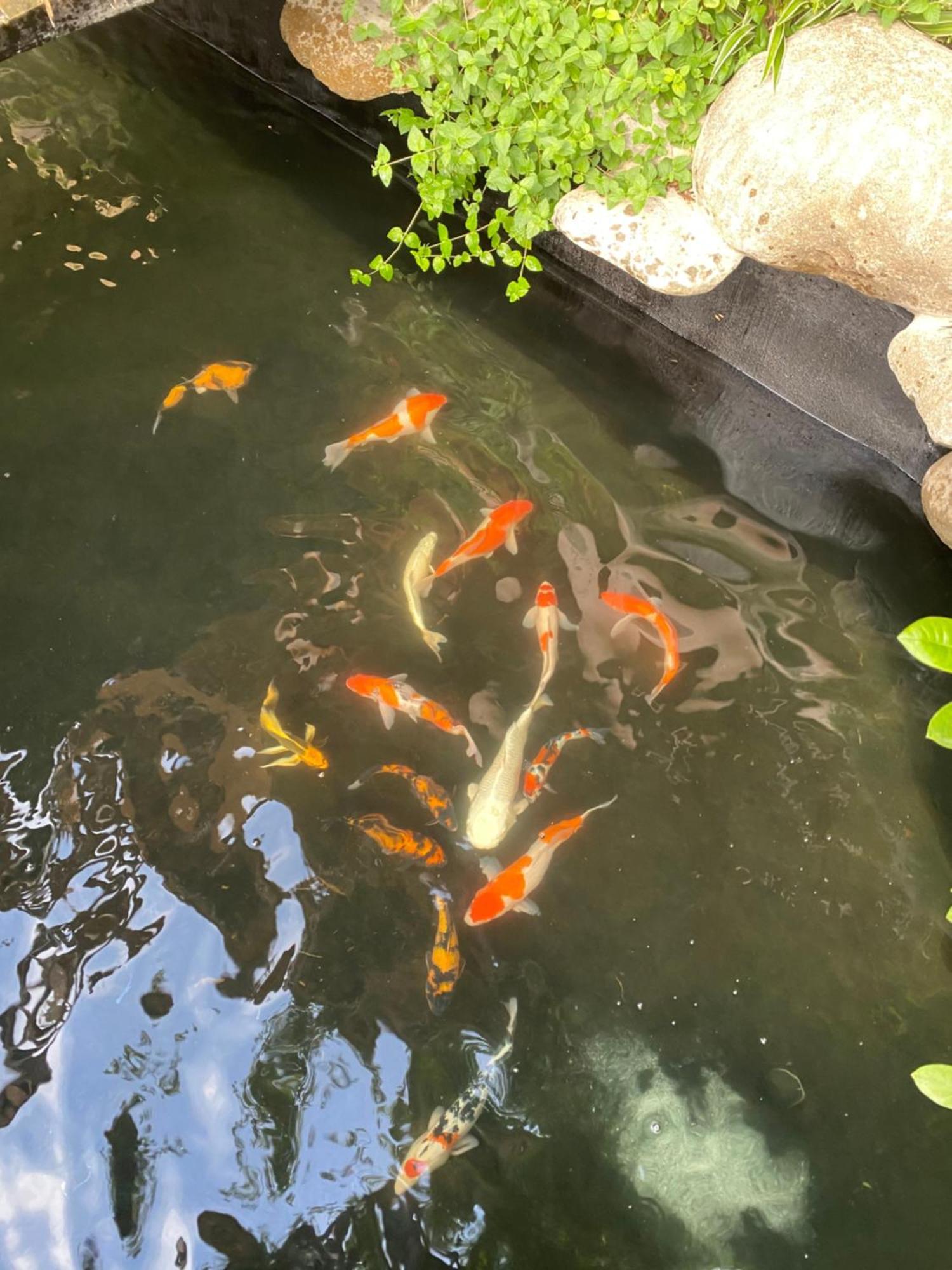 Lemon Tree Homestay Tam Coc Ninh Bình Extérieur photo